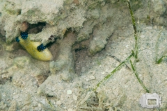 Blaustreifendrückerfisch jevenil