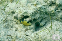 Blaustreifendrückerfisch jevenil